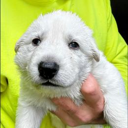 German Shepherd Puppies from PatriotPups.org
