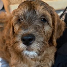 Goldendoodle Puppies from Rosie's Doodle Den