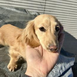 Darlin - Dachshund