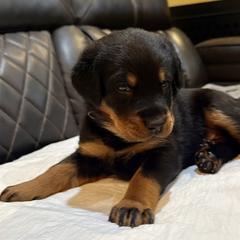 Purple Collar - A Litter - Black and tan female Beauceron puppy in Sterling, Illinois from Beaucerons of Tempete De Hope