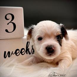 Girl 3 pink lace - Parti female Yorkshire Terrier puppy in Machesney Park, Illinois from Three Yorkie Family