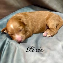Pixie - Red  female Goldendoodle puppy in Gilbert, Arizona from Gilbert Az Doodles