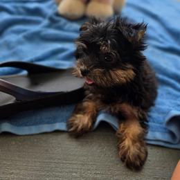 Girl 1 - Tan female Morkie puppy in Loxahatchee, Florida from Cristy's Morkies