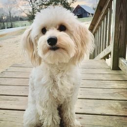 Silver - Goldendoodle