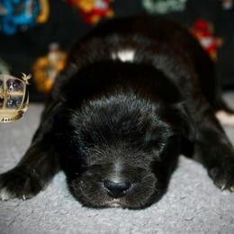 Uno - Black tri-color male Australian Shepherd puppy in El Dorado Springs, Missouri from HP Aussie Kennels