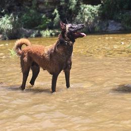 Belgian Malinois puppies from Childress Creek Kennels