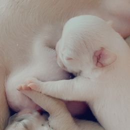 French Bulldog Puppies from QueenBFrenchies