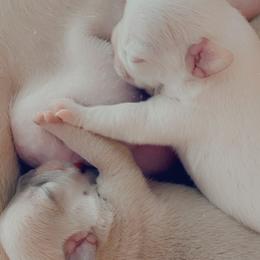 French Bulldog Puppies from QueenBFrenchies