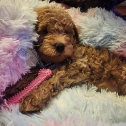 Girl 5 - 7355 - Cream female Goldendoodle puppy in Wever, Iowa from JK Royal Lines
