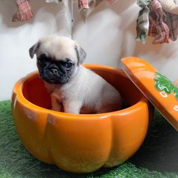 Ivy (purple collar) - Fawn female Pug puppy in Hereford, Arizona from Broken Road Ranch Pugs