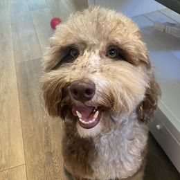 Boba - Poodle
