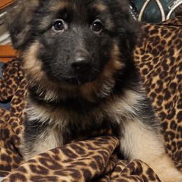 Apollo - German Shepherd puppy from Blauen Bergen