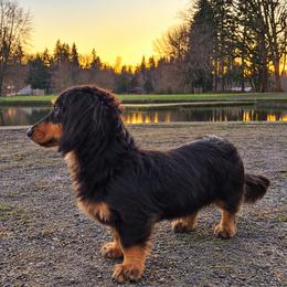 CASH - Dachshund