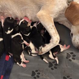Beagle Puppies from Whitney Ranch Beagles