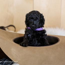 Quirt - Black female Poodle puppy in Arlington, Ohio from Solid Oak Ranch
