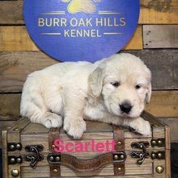 Scarlett - Light golden female Golden Retriever puppy in Kimberly, Idaho from Burr Oak Hills Kennel
