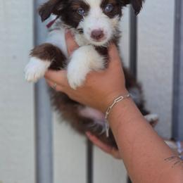 Chorizo - Brown and white female Aussiedoodle puppy in Lithia, Florida from Waterford Doodle Farm