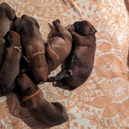 Boxer Puppies from Stillwater Kennel