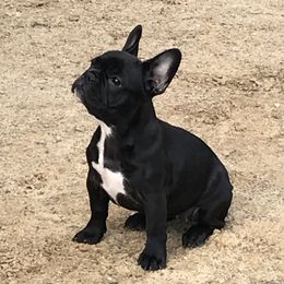 Kodi - French Bulldog