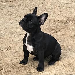 Kodi - French Bulldog