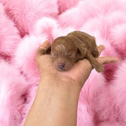 Giselle - Red  Poodle puppy in Okc, Oklahoma from Diva’s Designer Dogs