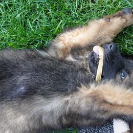 German Shepherd Puppies from Dacherri Dogs