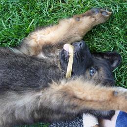 German Shepherd Puppies from Dacherri Dogs