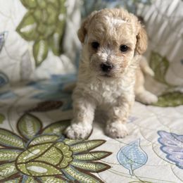 Girl3 031725 CS - Cream Maltipoo puppy in Bakersfield, California from Silvia's Maltipoos