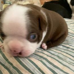 Boy 2 - Red male Boston Terrier puppy in Murrells Inlet, South Carolina from Inlet Boston Terriers