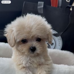 Goldendoodle, Maltipoo, and Yorkipoo Puppies from Doodle Pups Fur-Ever
