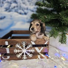 SSJ1-1 - Cream male Dachshund puppy in Martin City, Montana from FleuryDachs