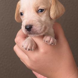 Scarecrow - Lemon and white male Beagle puppy in Lake City, Florida from Sunkissed Beagles