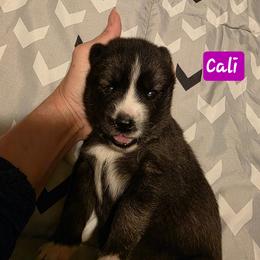 Cali - Agouti and white female Siberian Husky puppy in Meridian, Mississippi from JJ's Huskies