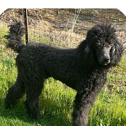 Major Jr. - Poodle