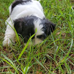 "Layla" Shihpoo Puppies from Perfect Companion Puppies