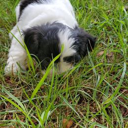 "Layla" Shihpoo Puppies from Perfect Companion Puppies