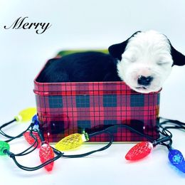 Girl 2 - Black and white female Sheepadoodle puppy in Pataskala And Thornville, Ohio from Four Front Doodles - Pataskala