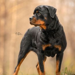 Azula - Rottweiler
