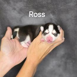 Ross - Black and white male Pomsky puppy in Fredericksburg, Virginia from Purely Pomskies