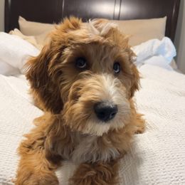 Goldendoodle Puppies from Little Bear Doodles