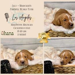 Los Angeles - Red  male Goldendoodle puppy in Haltom City, Texas from Ohana Doodles