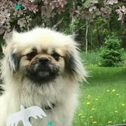 Tibetan Spaniel Puppies from Runningbrook