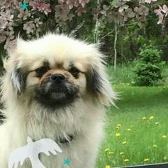 Tibetan Spaniel Puppies from Runningbrook