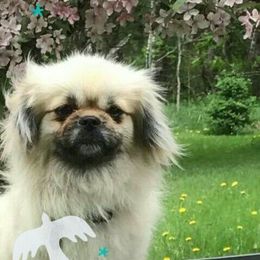 Tibetan Spaniel Puppies from Runningbrook