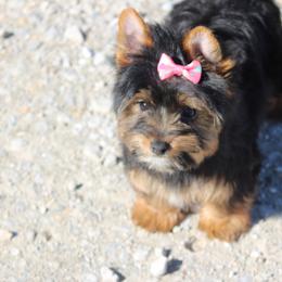 Yorkshire Terrier Puppies from Puppykiss4u
