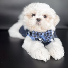 Cielo - White Shih Tzu puppy in League City, Texas from Divine Pups