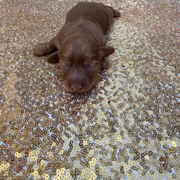 Teddy - Chocolate female Dachshund puppy in Plantation, Florida from Lovelaced Pups