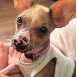 Kevin - Chinese Crested