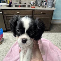 Oliver - Black and white male Cavalier King Charles Spaniel puppy in New Braunfels, Texas from PAW’S Cavaliers