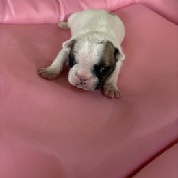 Emmy - Fawn female French Bulldog puppy in Alabama from Southern Bulldogs